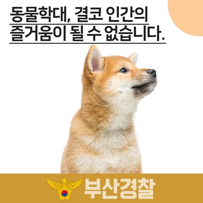 동물학대, 결코 인간의 즐거움이 될 수 없습니다.
부산경찰