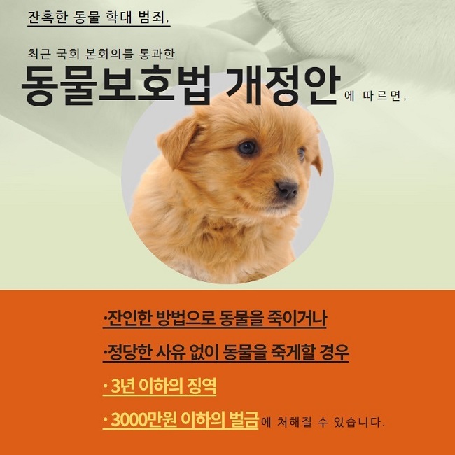 잔혹한 동물 학대 범죄,
최근 국회 본회의를 통과한 동물보호법 개정안에 따르면,
·잔인한 방법으로 동물을 죽이거나
·정당한 사유 없이 동물을 죽게할 경우
·3년 이하의 징역
·3000만원 이하의 벌금에 처해질 수 있습니다.